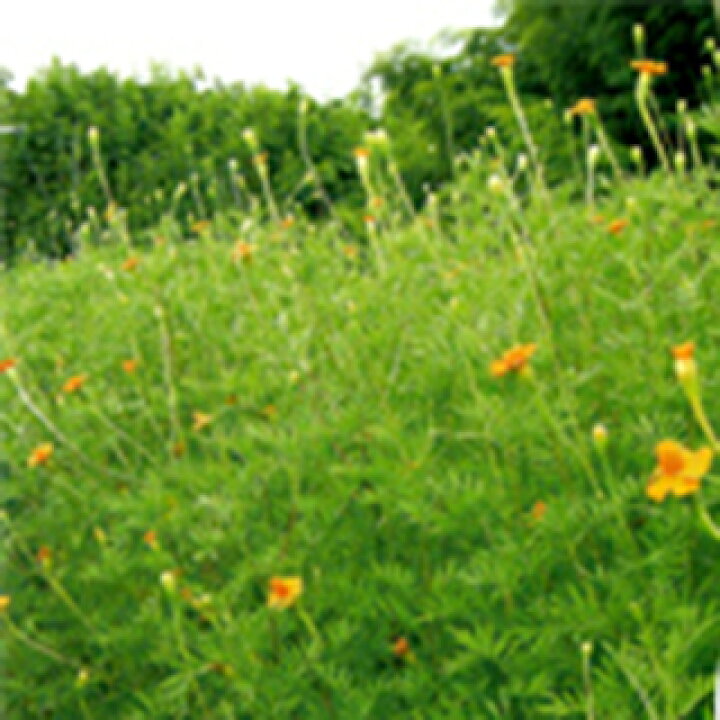 楽天市場 緑肥 種 マリーゴールド グランドコントロール 0g 緑肥の種 菜園くらぶ 家庭菜園の専門店 楽天市場 緑肥 種 マリーゴールド グランドコントロール 0g 緑肥の種 菜園くらぶ 家庭菜園の専門店