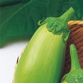 ナス 種 【 白丸茄子 】 小袋 ( ナスの種 )