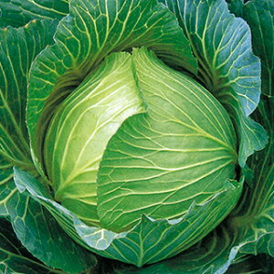 Lxc  y ~ z ybg5痱 ( Lxc̎ )