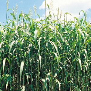 緑肥 種 【 ソルガム 緑肥用ソルゴー 】 小袋(60ml) ( 緑肥の種 )