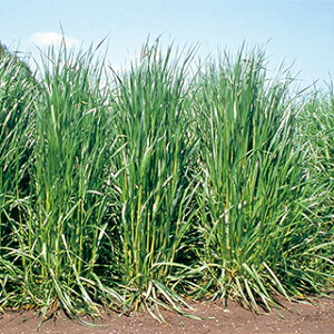 緑肥 種 【 イタリアンライグラス タチワセ 】 1kg ( 緑肥の種 )