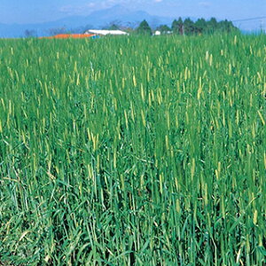 Δ  y pIIM@Zh2 z 1kg ( Δ̎ )