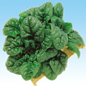 zE\E  y ߂ z 1dl ( zE\E̎ )