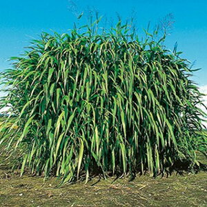 緑肥 種 【 ギニアグラス ナツカゼ 】 500g ( 緑肥の種 )