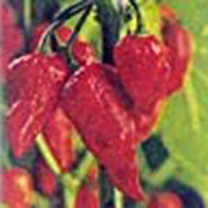 gEKV  y WLA z  ( gEKV̎ )