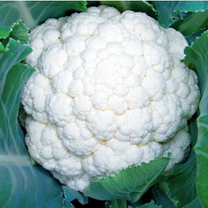 Jt[  y zCgp\ z 20ml ( Jt[̎ )