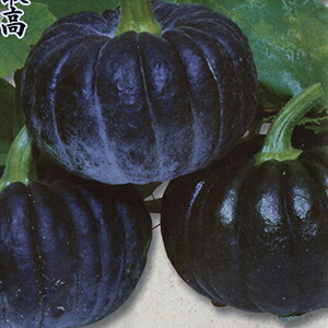 �J�{�`�� �� �y �������e �z ���� ( �J�{�`���̎� )