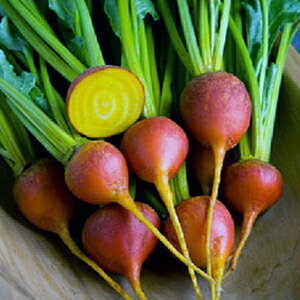 r[c  y TtCG[ z  ( r[c̎ )