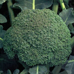 ubR[  y  z  ( ubR[̎ )