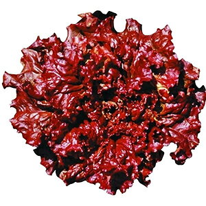 炩؁@  y ^X@[W z R[g5痱 ( 炩؁@̎ )