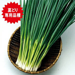 楽天市場 ネギ 種 ブラックサマー ml ネギの種 菜園くらぶ 家庭菜園の専門店