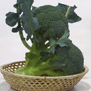 ubR[  y A[T[ z ybg5痱 ( ubR[̎ )