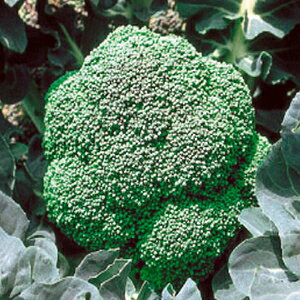 ubR[  y ӗ95 z  ( ubR[̎ )