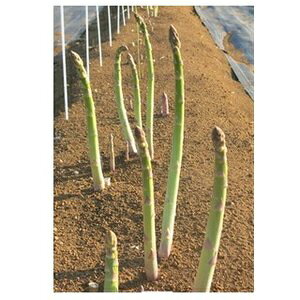 AXpKX  y 󑁐 z 100 ( AXpKX̎ )