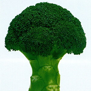 ubR[  y ܂ǂ z L_l2000 ( ubR[̎ )