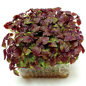 XvEg  y Ԃ̉ z  ( XvEg̎ )