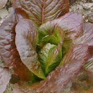 RX^X  y bhC@ z  ( RX^X̎ )