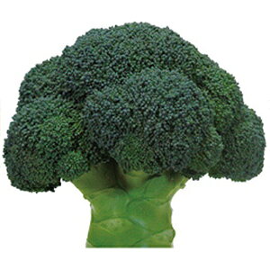 �u���b�R���[ �� �y �Ƃ��� �z �y���b�g5�痱 ( �u���b�R���[�̎� )