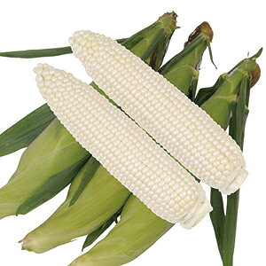 �g�E�����R�V �� �y �s���A�z���C�gSP �z 200�� ( �g�E�����R�V�̎� )