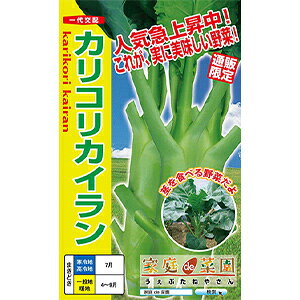 t  y JRJC z ܁i2mlj ( t؂̎ )