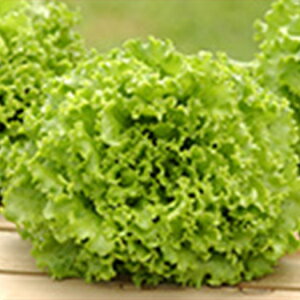 楽天市場 レタス 種 ビバベルディ 晩抽タイプ コート5千粒 レタスの種 菜園くらぶ 家庭菜園の専門店