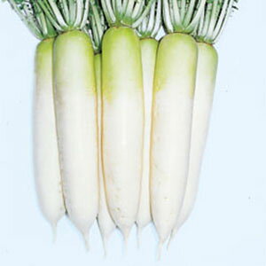 _CR  y ϕa z R[g5痱i3Lj ( _CR̎ )