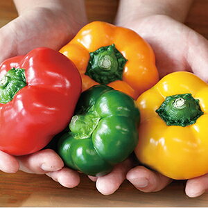 s[}  y Zj[^@~bNX z 珬 ( s[}̎ )