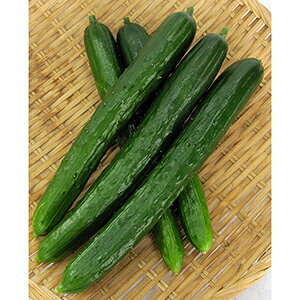 LE  y ȂȂZUTTOiYbgj z 17 ( LE̎ )