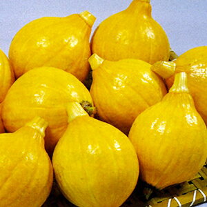 J{`  y RL[ z 100 ( J{`̎ )