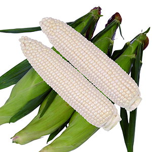 �g�E�����R�V �� �y �s���A�z���C�gSP �z 2000�� ( �g�E�����R�V�̎� )