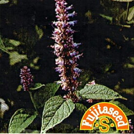 ハーブ 種 【 アニスヒソップ 】 小袋 ( ハーブの種 )