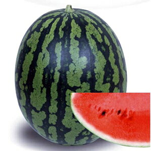 XCJ  y Ă܂J z 200 ( XCJ̎ )