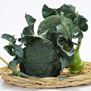 ubR[  y [ z ybg5痱 ( ubR[̎ )