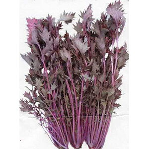   y ԗt~Yi@g z 20ml ( ؂̎ )