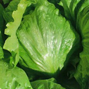 ^X  y z܂iЂ܂j z LR[gܐ痱 ( ^X̎ )