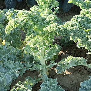 P[  y J[mP[CG z 200 ( P[̎ )