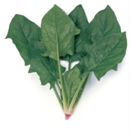 ホウレンソウ 種 【 赤根ほうれん草 】 実咲小袋 ( ホウレンソウの種 )