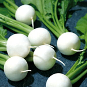 カブ 種 【 二刀 1dl 】 1dl ( カブの種 )