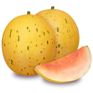   y CG[ z ܁i5j ( ̎ )