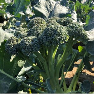 ubR[  y ut[65 z L_l200 ( ubR[̎ )