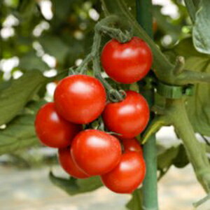 g}g  y TYbhI[ z 100 ( g}g̎ )