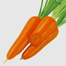 ニンジン 種 【 にっこり甘 】 小袋 ( ニンジンの種 )