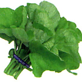 中国野菜 種 【 バイアム（ヒユナ） 】 小袋 ( 中国野菜の種 )