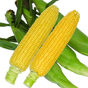 �g�E�����R�V �� �y �~�G���R�[��84 �z ���܁i30ml) ( �g�E�����R�V�̎� )