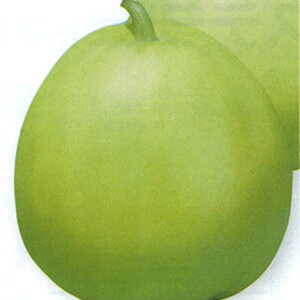 E  y ݂كj[ z 20ml ( E̎ )