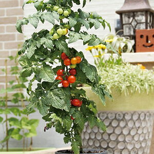 g}g  y ~jg}g@z[r[ z ܁i10j ( g}g̎ )