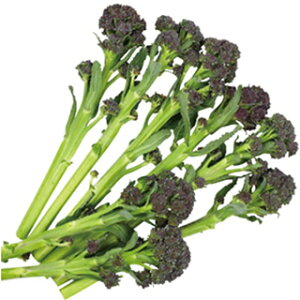 subR[  y Zj[ z 珬 ( subR[̎ )