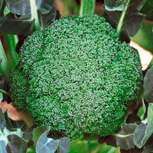 ubR[  y 81 z  ( ubR[̎ )