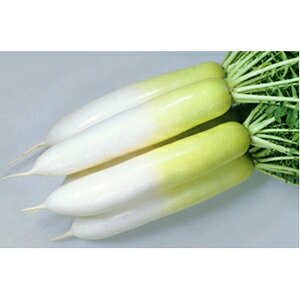 _CR  y ~̉Y z 800 ( _CR̎ )