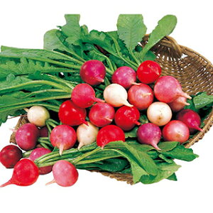 ʂ͂卪  y Jtt@Cu z 珬 ( ʂ͂卪̎ )